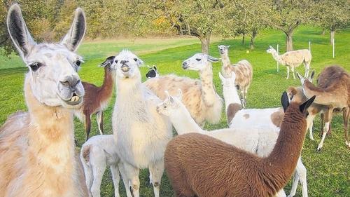 Eine Lamaherde von insgesamt über 30 Tieren steht auf verschiedenen Koppeln in der Nähe des Goßmannsdorfer Sees. Eine Lamaherde von insgesamt über 30 Tieren steht auf verschiedenen Koppeln in der Nähe des Goßmannsdorfer Sees.