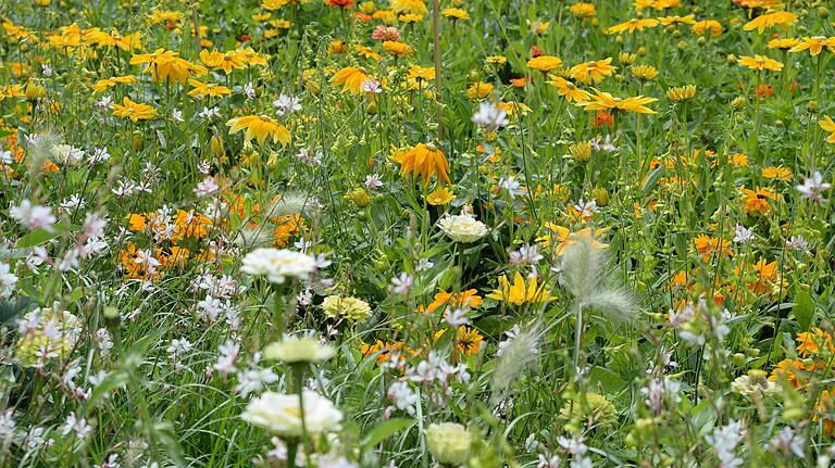 Gartentyp Naturbezogen: Es darf blühen und wachsen, was will. Gartentyp Naturbezogen: Es darf blühen und wachsen, was will.