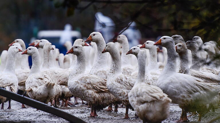 Vogelgrippe in Tschechien       -  In Geflügelställen kommt es immer wieder zu Vogelgrippe-Ausbrüchen.