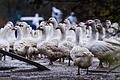 Vogelgrippe in Tschechien       -  In Geflügelställen kommt es immer wieder zu Vogelgrippe-Ausbrüchen.