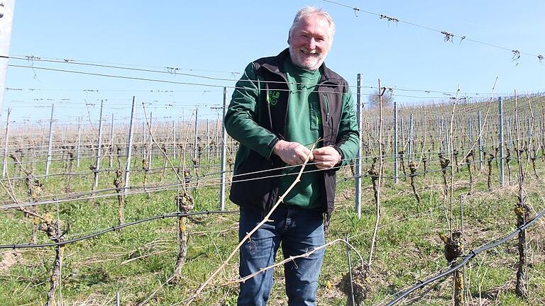 Mit Herzblut bei der Arbeit: Winzermeister und Betriebshelfer Wolfgang Borst beim Niederbiegen der Fruchtruten. Mit Herzblut bei der Arbeit: Winzermeister und Betriebshelfer Wolfgang Borst beim Niederbiegen der Fruchtruten.