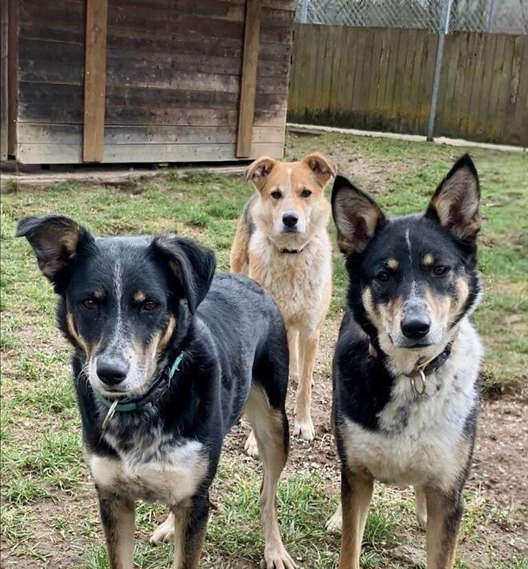 Das Fell glänzt wieder, das Gewicht ist im Normalbereich: Den acht Arnsteiner Fundhunden im Tierheim Schwebheim geht es inzwischen wieder körperlich top. Mitte November wurden sie mit 10 weiteren Welpen, Jung- und Muttertieren aus einem Haushalt bei Arnstein gerettet. Das Fell glänzt wieder, das Gewicht ist im Normalbereich: Den acht Arnsteiner Fundhunden im Tierheim Schwebheim geht es inzwischen wieder körperlich top. Mitte November wurden sie mit 10 weiteren Welpen, Jung- und Muttertieren aus einem Haushalt bei Arnstein gerettet.