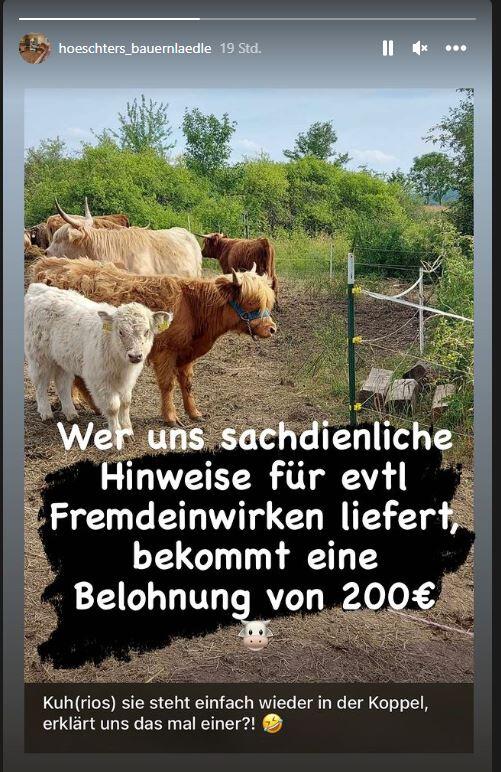 Am Montagabend verkündete Höschters Bauernlädle auf Instagram, dass das Kalb wieder da ist. Am Montagabend verkündete Höschters Bauernlädle auf Instagram, dass das Kalb wieder da ist.