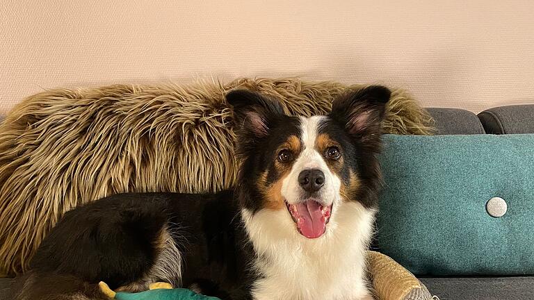 Border Collie 'Whisky'       -  Whisky ist ein absolute Supermerker, Gifted Word Learner (GWL).