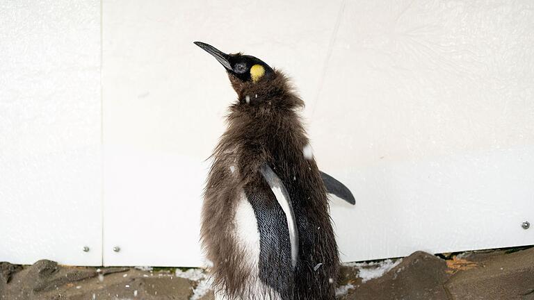 Pinguin-Küken Pesto - Während der Mauser verlieren Pinguine viel Gewicht. Pinguin-Küken Pesto - Während der Mauser verlieren Pinguine viel Gewicht.
