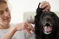 Der Retriever Matti bekommt in einem Hunde-Salon in Frankfurt am Main das Fell kurz geschnitten.jpeg       -  Je nach Größe des Hundes kann Waschen und Schneiden beim Hundefriseur zwischen 40 und 70 Euro kosten.