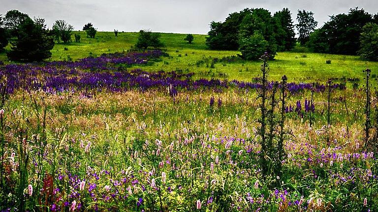 Die Lupinen breiten sich in der Hochrhön immer weiter aus und verdrängen die artenreichen Rhönwiesen. Die Lupinen breiten sich in der Hochrhön immer weiter aus und verdrängen die artenreichen Rhönwiesen.