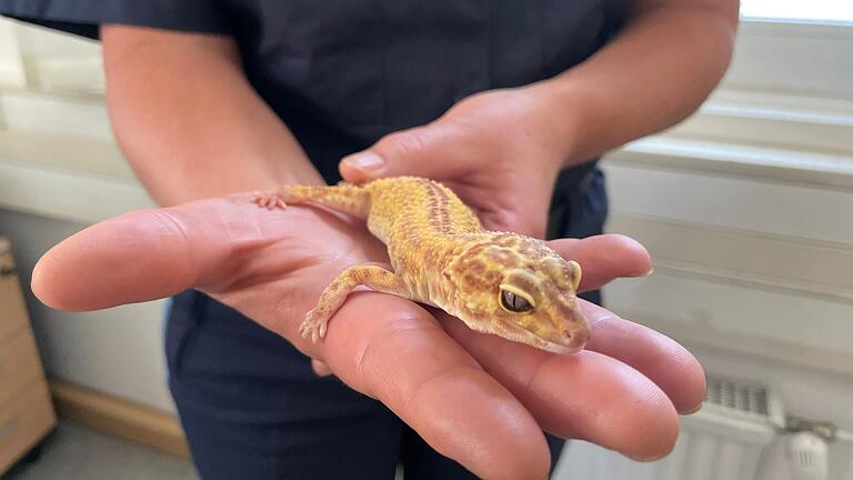 Die Polizei Bad Neustadt entdeckte Gecko Harald im Keller eines Mehrfamilienhauses und nahm ihn kurzerhand auf.