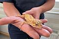 Die Polizei Bad Neustadt entdeckte Gecko Harald im Keller eines Mehrfamilienhauses und nahm ihn kurzerhand auf.