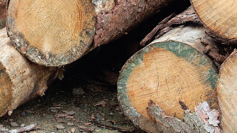 Das Holz hat durch den Käferbefall nicht an Qualität verloren. Der blaue Rand gilt als Schönheitsfehler.