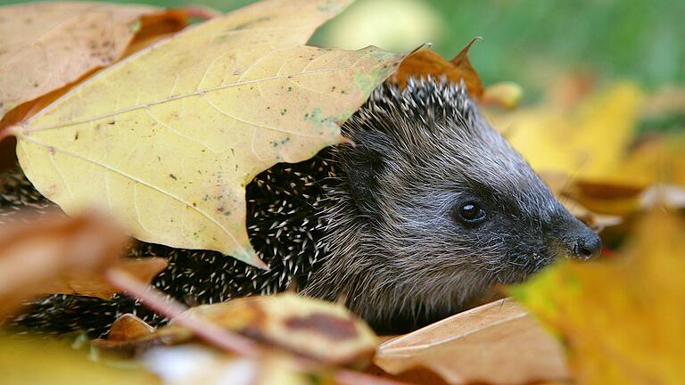 Falllaub im Herbst sollte nicht in die Mülltonne, sondern im Garten zu einem Laubhaufen zusammengerecht werden. Tiere (beispielsweise Igel) können dort überwintern.