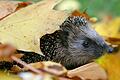 Falllaub im Herbst sollte nicht in die Mülltonne, sondern im Garten zu einem Laubhaufen zusammengerecht werden. Tiere (beispielsweise Igel) können dort überwintern.