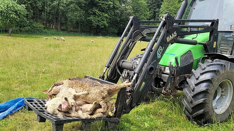 Fünf Schafe aus der Herde von Frank Hahl wurden bei einem Wolfsangriff am Mittwoch, 24. Juli, auf einer Weide bei Ginolfs getötet.