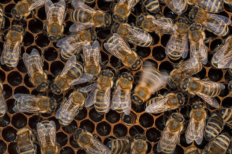 Schwänzeltänze können interessierte Sammelbienen im dunklen Bienenstock aus größeren Entfernungen anlocken, wenn auf ungedeckelten Wabenzellen getanzt wird.