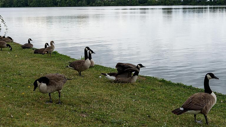 Die Gänse am Schweinfurter Baggersee sorgen vor allem wegen ihres Kots für Ärger. Im Ferienausschuss erklärte Stadtgrün-Chef Axel Meffert, was die Stadt tut, um dem Problem Herr zu werden.