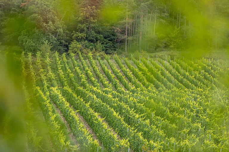 Der erste Teil der Rundtour führt entlang der Weinberge.&nbsp;