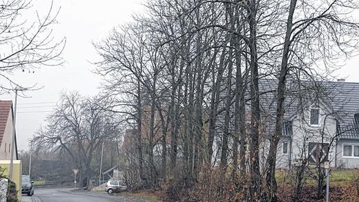 Keine Zukunft: Wegen dicker fauler Äste sollen die Kastanien in der Laudenbacher Straße in Duttenbrunn gefällt werden.