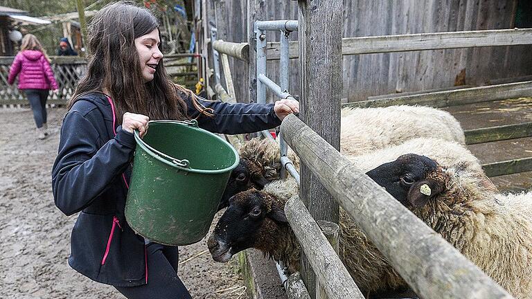 Sophie füttert auf der Kinder- und Jugendfarm die Rhönschafe Hecke, Benjes, Miscantus und Skilla.