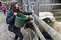 Sophie füttert auf der Kinder- und Jugendfarm die Rhönschafe Hecke, Benjes, Miscantus und Skilla.