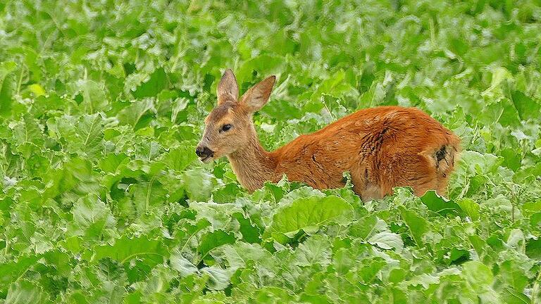 &bdquo;Das war fantastisch&ldquo;: Durch nichts aus der Ruhe zu bringen oder einfach sehr hungrig. Bis auf wenige Meter kam Ute Körber an das Reh in einem Feld bei Sulzfeld heran.