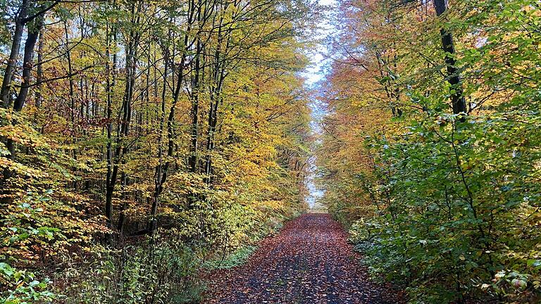 Auf der Schlangenrunde durch den Steigerwald müssen auch mal kleine Quellen, Bäche und Baumstümpfe überwunden werden.