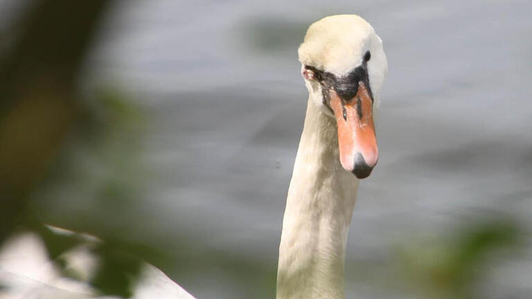 Deutlich zu sehen: Der Abszess über dem linken Auge des Schwanenvaters. Foto: Paul Ziegler       -  Deutlich zu sehen: Der Abszess über dem linken Auge des Schwanenvaters. Foto: Paul Ziegler