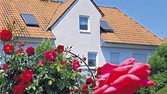 Leuchtend blühendes Rosenrot.