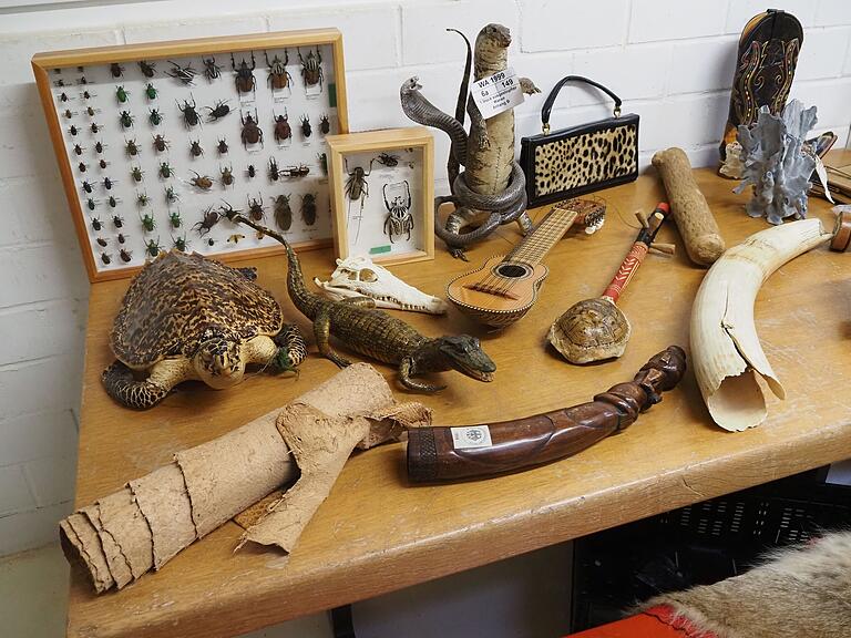 Vom Zoll beschlagnahmt: Geschmacklose Mitbringsel aus dem Urlaub wurden in einer Artenschutz-Ausstellung gezeigt. Vom Zoll beschlagnahmt: Geschmacklose Mitbringsel aus dem Urlaub wurden in einer Artenschutz-Ausstellung gezeigt.