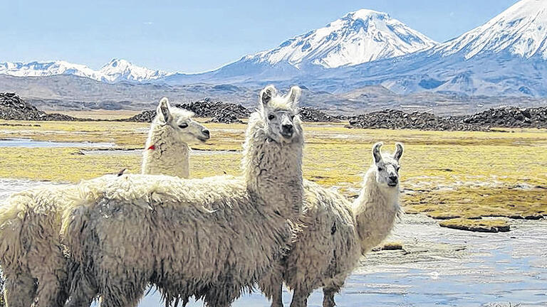 Ein besonderes Land: Das 4000 Kilometer lange und nur 180 Kilometer breite Land Chile hat eine besondere Natur zu bieten: von der Wüstenlandschaft bis hin zu Gletschergebieten.