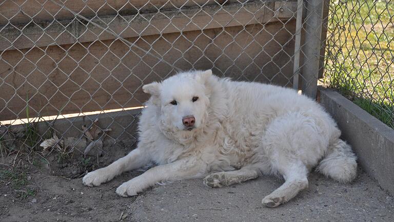 Hund Louie entspannt im schattigen Bereich seines Geheges im Tierheim Schwebheim. Hund Louie entspannt im schattigen Bereich seines Geheges im Tierheim Schwebheim.