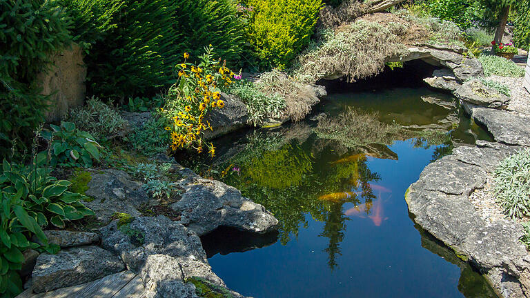 Anand Anders       -  Das grüne Paradies von Oberwerrn: Wolfgang Kohlhepp hat sich sein eigenes Paradies in seinem Garten geschaffen. Das Highlight: Ein 20 Meter langer Fischteich, in dem er mit zehn Koi und einem Stör schwimmt.