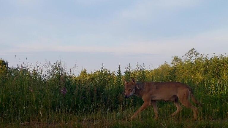 Diese Aufnahme einer Wildkamera vom 22. Juni zeigt die Wölfin auf dem Truppenübungsplatz Wildflecken. Beim genauen Hinsehen lässt sich das 'Gesäuge' erkennen, das als Nachweis für Wolfsnachwuchs in der Rhön gewertet wird.&nbsp;