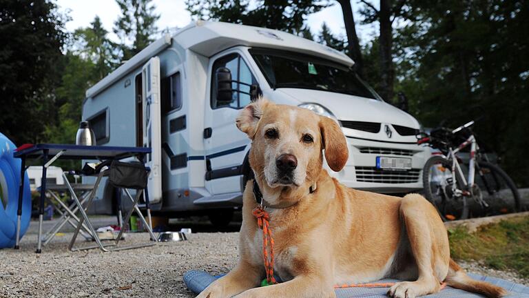 Campen mit Hund.jpeg       -  Campen mit Hund verspricht mehr Freiheit als gemeinsamer Urlaub im Hotelzimmer. Manche Campingplätze sind speziell für Vierbeiner ausgelegt.