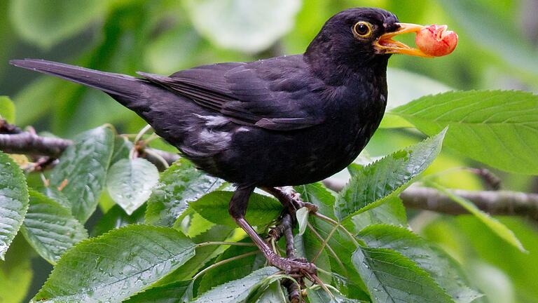 Die Amsel ist unter Bayerns Schülern noch der bekannteste heimische Vogel.