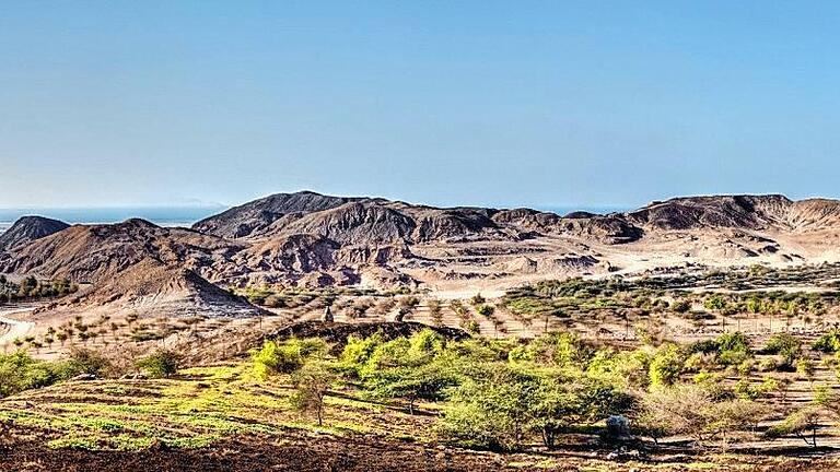 Sir Bani Yas &ndash; Sand und künstlich gepflanzte Bäume.