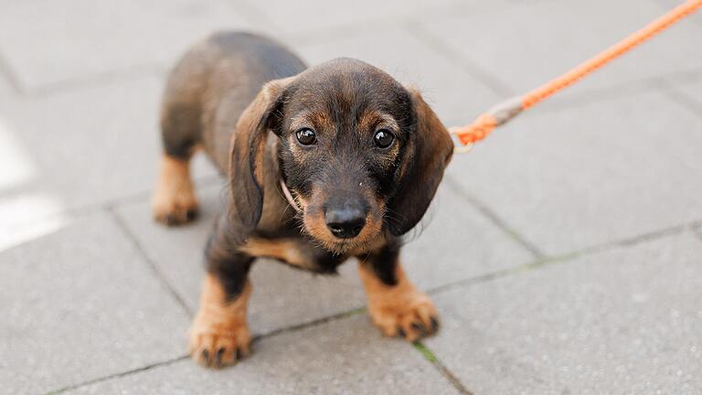 Er will doch nur spielen, aber die Gemeinden haben die Arbeit, etwa bei der Entsorgung des Hundekots und beim Aufstellen von Hundetoiletten.