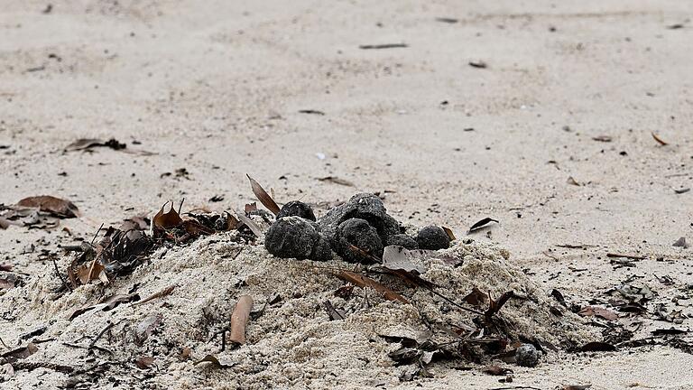 Strand in Sydney schließt wegen 'mysteriöser Kugeln'       -  Aus Sorge über eine mögliche Verschmutzung sind zwei Strände der australischen Großstadt Sydney abgesperrt worden.