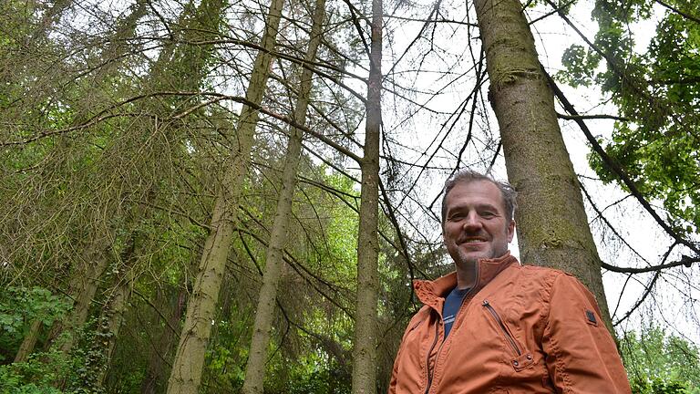 Baum-Fachmann Edgar Thomas unter den dürren Fichten-Kronen.