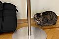 'Cat-Mayor': Bürgermeister-Katze Levchyk im Büro von Bürgermeister Andrij Sadovyi.
