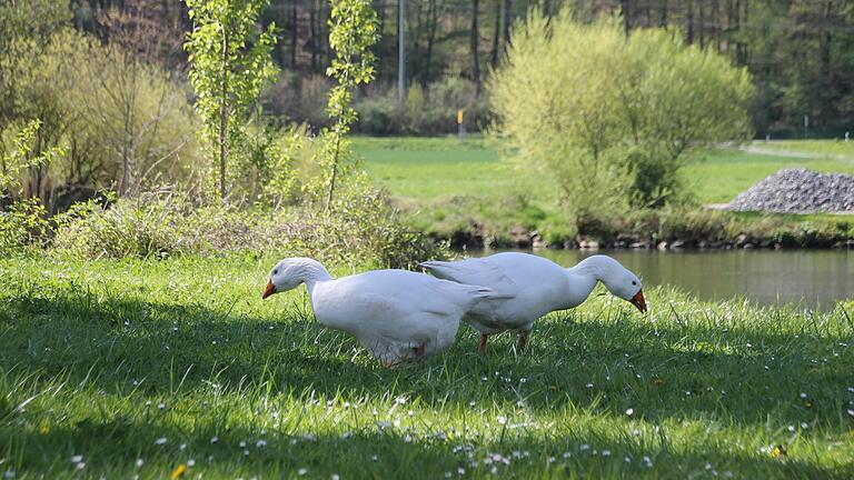 Zwei weiße Gänse am Mühlgraben in Gemünden. Zwei weiße Gänse am Mühlgraben in Gemünden.