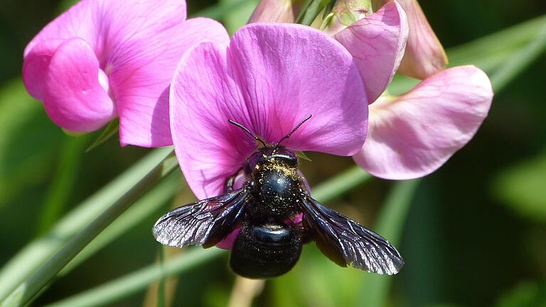 Die Blauschwarze Holzbiene (Xylocopa violacea) ist – im Gegensatz zur Hummel – komplett schwarz.