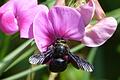 Die Blauschwarze Holzbiene (Xylocopa violacea) ist – im Gegensatz zur Hummel – komplett schwarz.