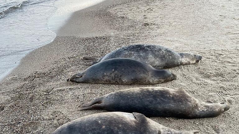 Tote Kegelrobben an Rügens Küste       -  Woran die Kegelrobben an der Ostküste Rügens starben, ist noch unklar. Seit Anfang Oktober wurden 26 tote Tiere geborgen.