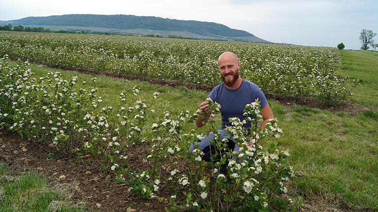 Seit 2016 baut Christoph Sterk Aronia-Beeren in Großlangheim an. In seinem Online-Shop verkauft er seine Produkte. Seit 2016 baut Christoph Sterk Aronia-Beeren in Großlangheim an. In seinem Online-Shop verkauft er seine Produkte.