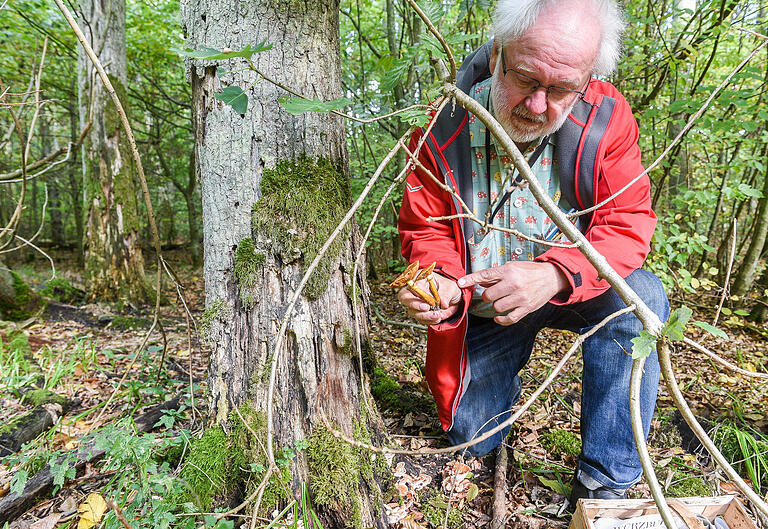 Pilzberater Rudolf Markones aus Kist fand einen seltenen Pilz im Bayerischen Wald. Pilzberater Rudolf Markones aus Kist fand einen seltenen Pilz im Bayerischen Wald.
