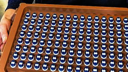 Fertig gestopfte Bürstenköpfe: Sie warten auf einem Tray auf die weitere Montage. Fertig gestopfte Bürstenköpfe: Sie warten auf einem Tray auf die weitere Montage.