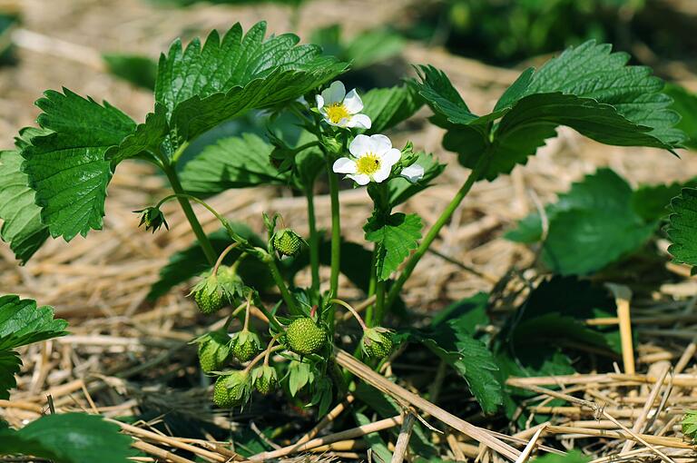 Die Erdbeerpflanzen sollten mit genug Abstand eingepflanzt werden, um die Feuchtigkeit im Boden zu bewahren eigenen sich Stroh oder Rasenschnitt. Die Erdbeerpflanzen sollten mit genug Abstand eingepflanzt werden, um die Feuchtigkeit im Boden zu bewahren eigenen sich Stroh oder Rasenschnitt.