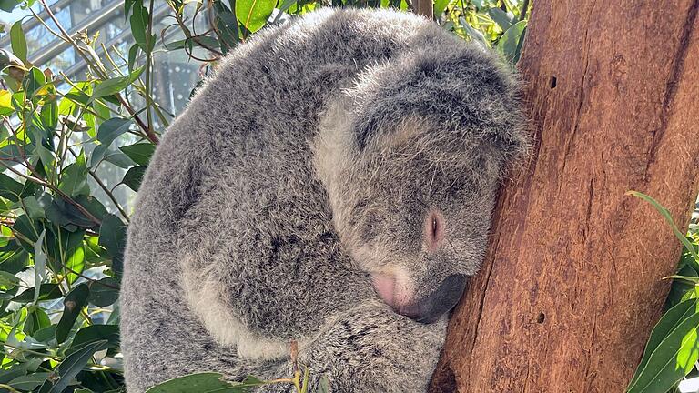 Koala im Wild Life Sydney Zoo - Koalas schlafen rund 20 Stunden am Tag. (Archivbild) Koala im Wild Life Sydney Zoo - Koalas schlafen rund 20 Stunden am Tag. (Archivbild)