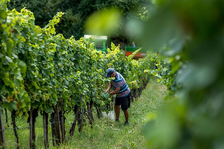Die Bewirtschaftung des Jahrhunderte alten Weinbaugebiets erfolgt auch heute noch zum großen Teil in reiner Handarbeit. Die Bewirtschaftung des Jahrhunderte alten Weinbaugebiets erfolgt auch heute noch zum großen Teil in reiner Handarbeit.