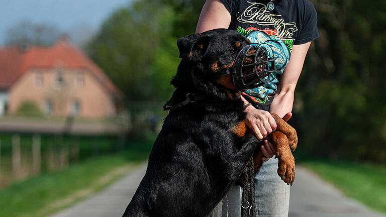 Hundetrainerinnen: 'Aggression ist erstmal nichts Schlimmes' - Vanessa Bokr trainiert mit dem Rottweiler Apollo. Hundetrainerinnen: 'Aggression ist erstmal nichts Schlimmes' - Vanessa Bokr trainiert mit dem Rottweiler Apollo.
